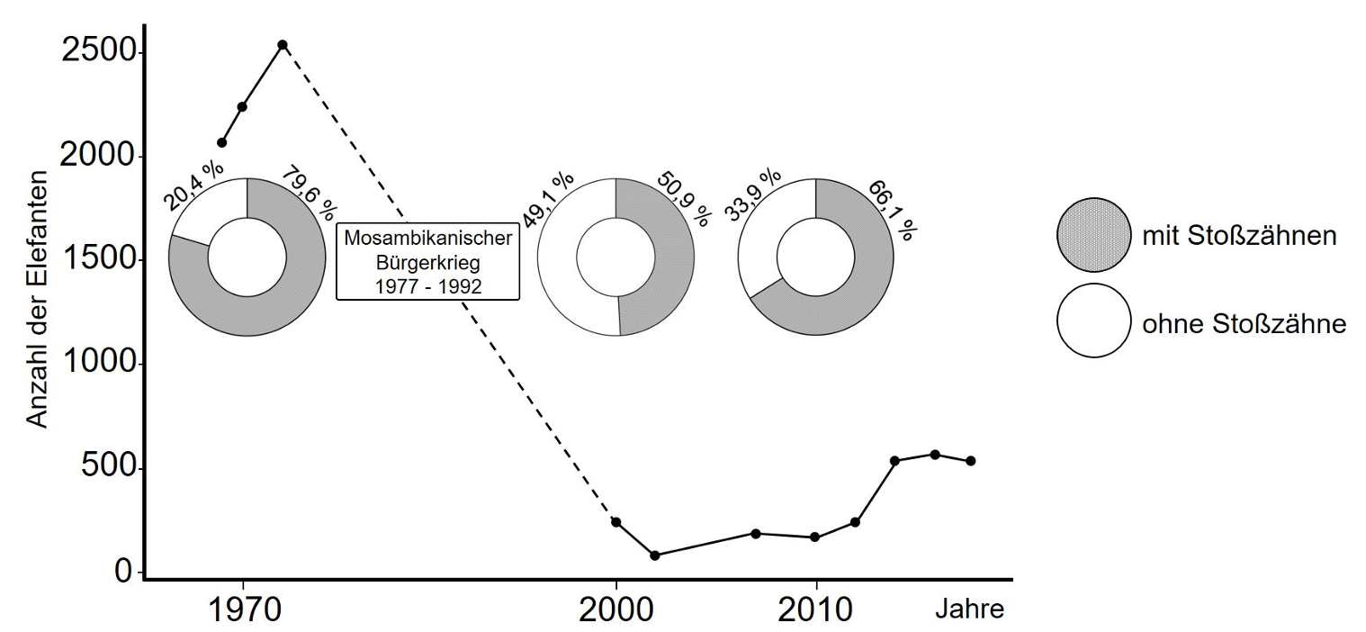 Liniendiagramm der Elefantenzahlen über Jahre, mit Kreisdiagrammen zu Anteil mit/ohne Stoßzähne und Hinweis auf mosambikanischen Bürgerkrieg
